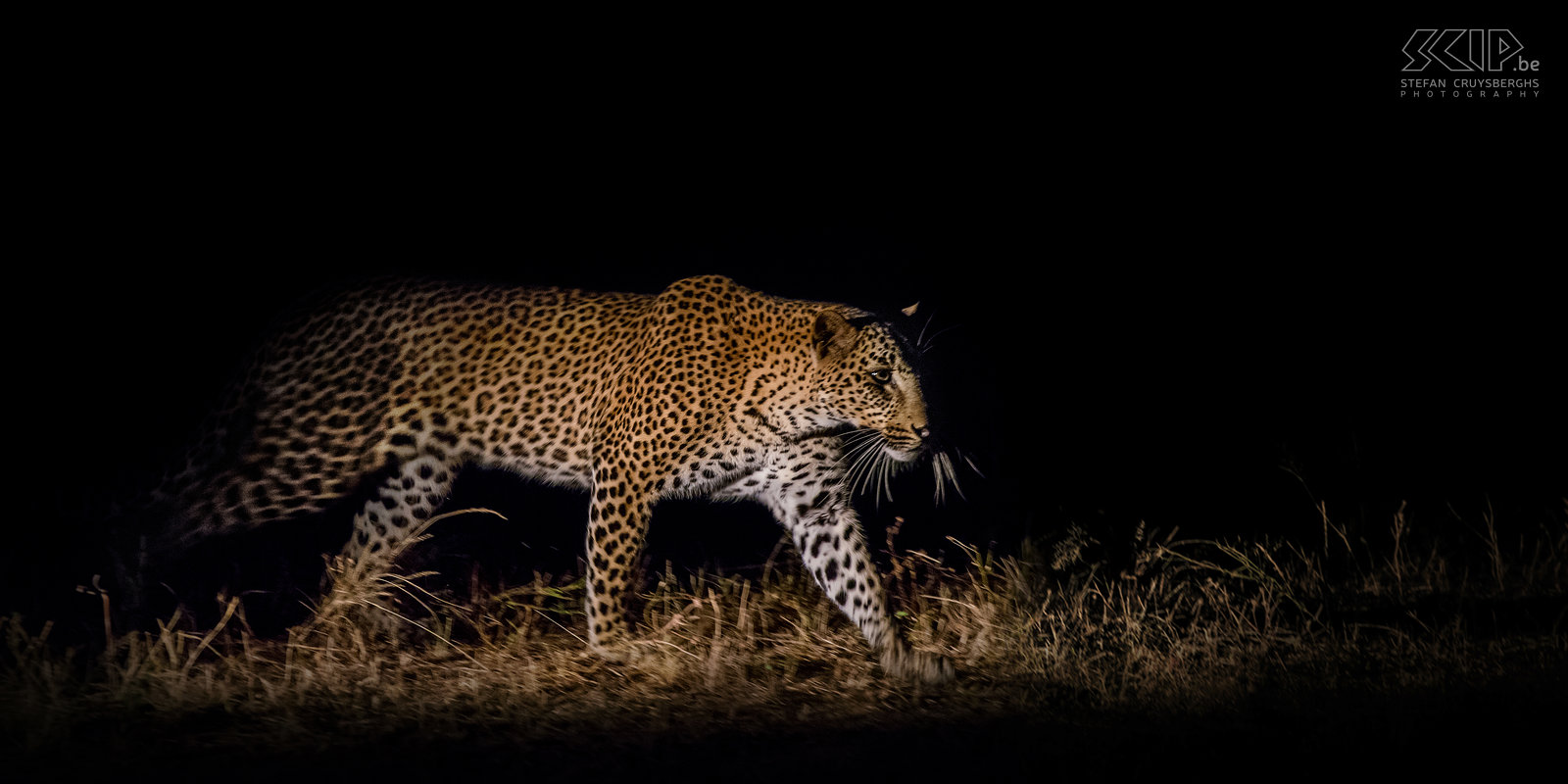 South Luangwa - Luipaard op jacht 's nachts Tijdens een nacht safari komen we opnieuw een luipaard tegen dat op jacht is. We storen slechts heel kort zodat ze verder kan jagen. Stefan Cruysberghs